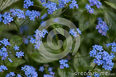 Small blue flowers Brunner macrophiles bloom in the spring garden Stock Photo