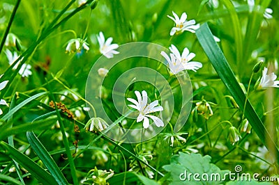 Small blue flowers of forget-me-not against the background of green grass. Shallow depth of field Stock Photo