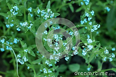 Small blue flowers - forget-me-not and green grass. Stock Photo