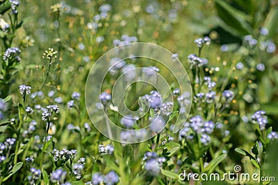 Small blue flowers - forget-me-not and green grass. Stock Photo