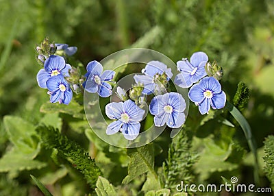 Small blue flowers Stock Photo