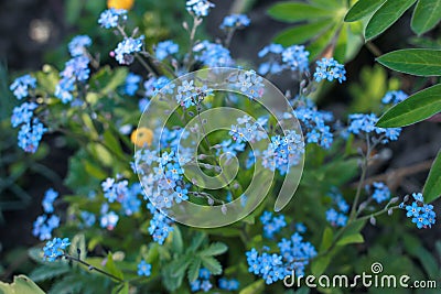 Small blue flowers in green grass. Delicate summer flowers Stock Photo