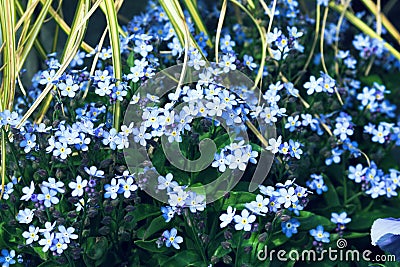 Small blue flowers grow in a flower garden on a sunny day. Forget-me-not Myosotis belongs to the Buraginov family Boraginaceae Stock Photo