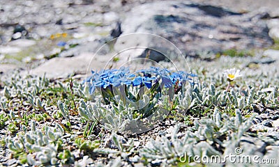 Small blue flowers Stock Photo