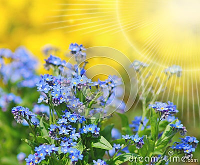 Small blue flowers nots - spring Stock Photo