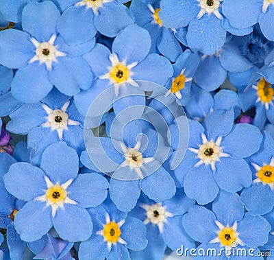Small blue forget-me-not flowers background Stock Photo
