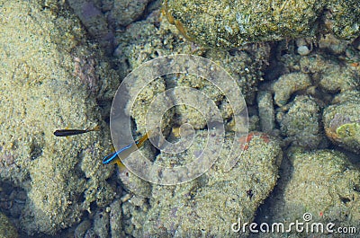 Small Blue Neon Fish with Corals and Stones - Natural Marine Life Aqua Background - Coral Walk, Laxmanpur, Neil Island, Andaman Stock Photo