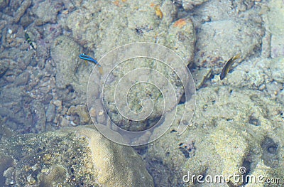 Small Blue Neon Fish with Corals and Stones - Natural Marine Life Aqua Background - Coral Walk, Laxmanpur, Neil Island, Andaman Stock Photo