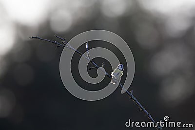 An adult blue tit singing loud and proud on a branch. Stock Photo