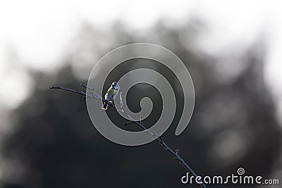 An adult blue tit singing loud and proud on a branch. Stock Photo