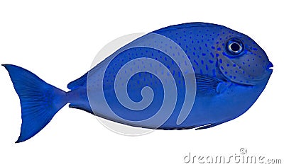 Small blue spotted fish isolated on white Stock Photo