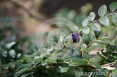 A small blue-violet berry among the green leaves Stock Photo