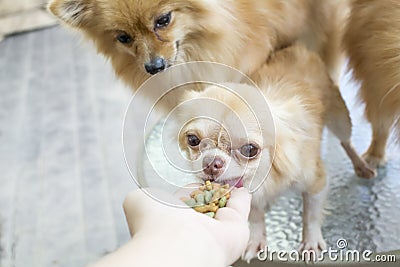 Small body brown chihuahua dog sitting on glass table Stock Photo