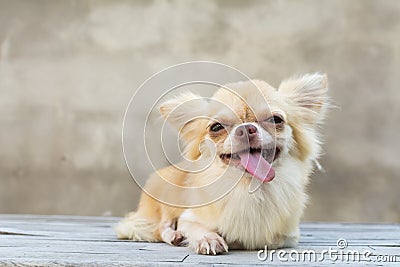 Small body brown chihuahua dog sitting on wood table Stock Photo