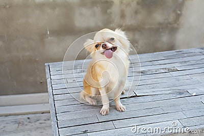 Small body brown chihuahua dog sitting on wood table Stock Photo