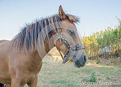 The small body, Greek, Skyrian horse is one of the rarest horse Stock Photo