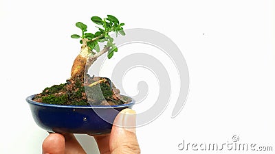 Small bonsai plant on hand. Gardening concept Stock Photo