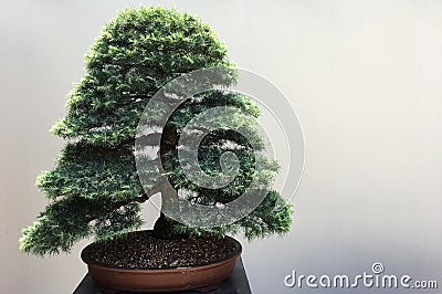 Bonsai tree grows in a pot Stock Photo