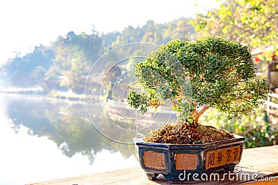 Small bonzai plant tree on the morning. Stock Photo