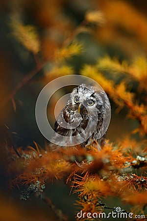 Small Boreal owl in the orange larch forest in cetral Europe Stock Photo