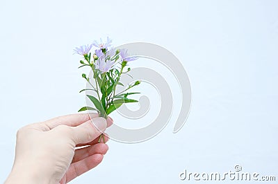 A small bouquet of purple wild wildflowers in hand of a Caucasian woman close-up Stock Photo