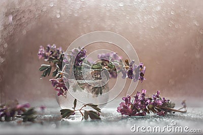 Small bouquet of spring Corydalis flowers in glass Stock Photo