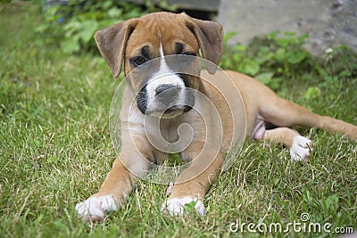 Small Boxer Puppy laying in the grass. Stock Photo
