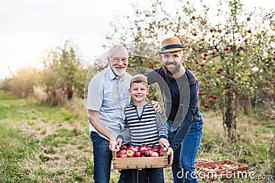 Small boy with father and grandfather standing in apple orchard in autumn. Stock Photo