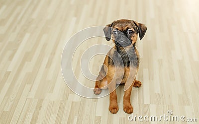 Small Brabancon dog sits on the background of a floor made of rustic light parquet Stock Photo