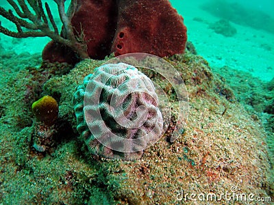 Small Brain Coral Stock Photo