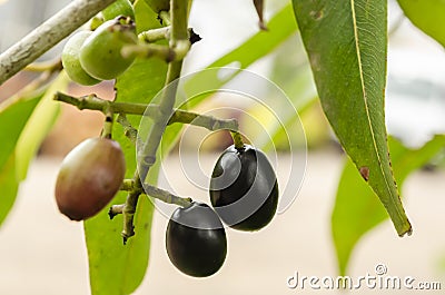 Ripe Jamun Fruits On Tree Stock Photo