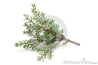 Small branches of cypress Stock Photo