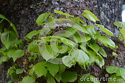 Small Branches Grown Out Of Tree Stock Photo