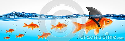 Small Brave Goldfish Leader Stock Photo