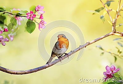 bright bird Robin sits on an Apple tree branch with pink flowers in Sunny may spring garden Stock Photo