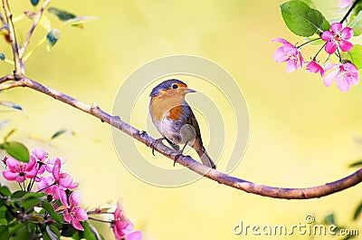 small bird Robin sits on an Apple tree branch with pink flowers in Sunny may spring garden Stock Photo