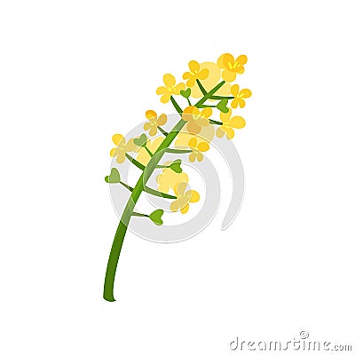 Small bright-yellow flowers on green stalk. Floral theme. Blooming plant. Element for concept about rapeseed oil. Flat Vector Illustration