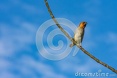 Brown Bird on a Branch Stock Photo