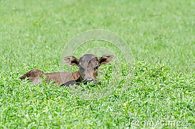 A Small Brown Calf Hiding in the Grass Stock Photo