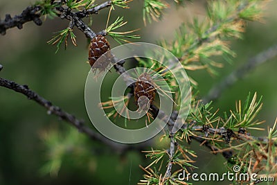 Small brown cones on green spruce prickly branch with needles on Siberian coniferous tree Stock Photo
