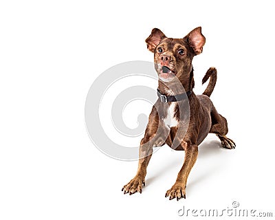 Small brown dog excited and barking Stock Photo