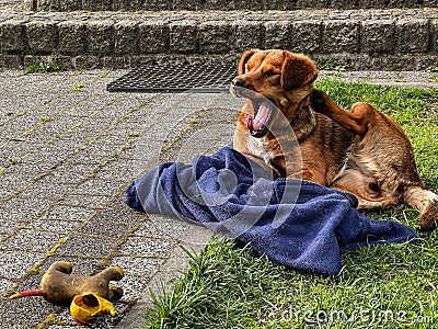 A small brown dog naps in front of the house entrance on a navy blue rag Stock Photo