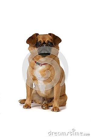 Small brown dog sitting Stock Photo