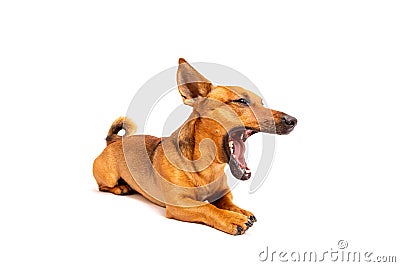 Small brown dog sitting on the floor isolated on white background. Mixed breed of parson jack russell terrier, chihuahua and Stock Photo