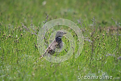 Small brown field bird sit in the grass Stock Photo