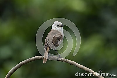 Whitehead Endemic Passerine of New Zealand Stock Photo