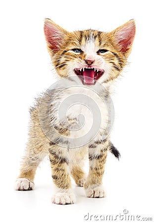 Kitten on white background. Stock Photo