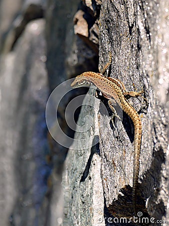 Small brown lizzard on rock Stock Photo