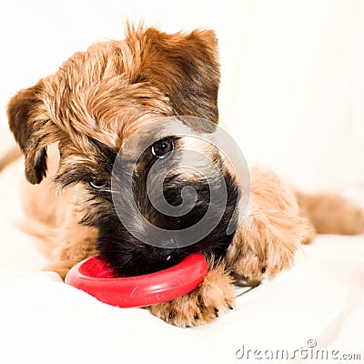 Small brown puppy with toy Stock Photo