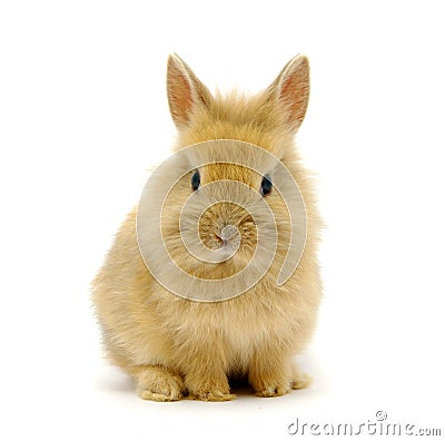 Small brown rabbit Stock Photo